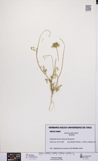 Daucus pusillus [Espécimen: UCH:AGUCH:0034400]