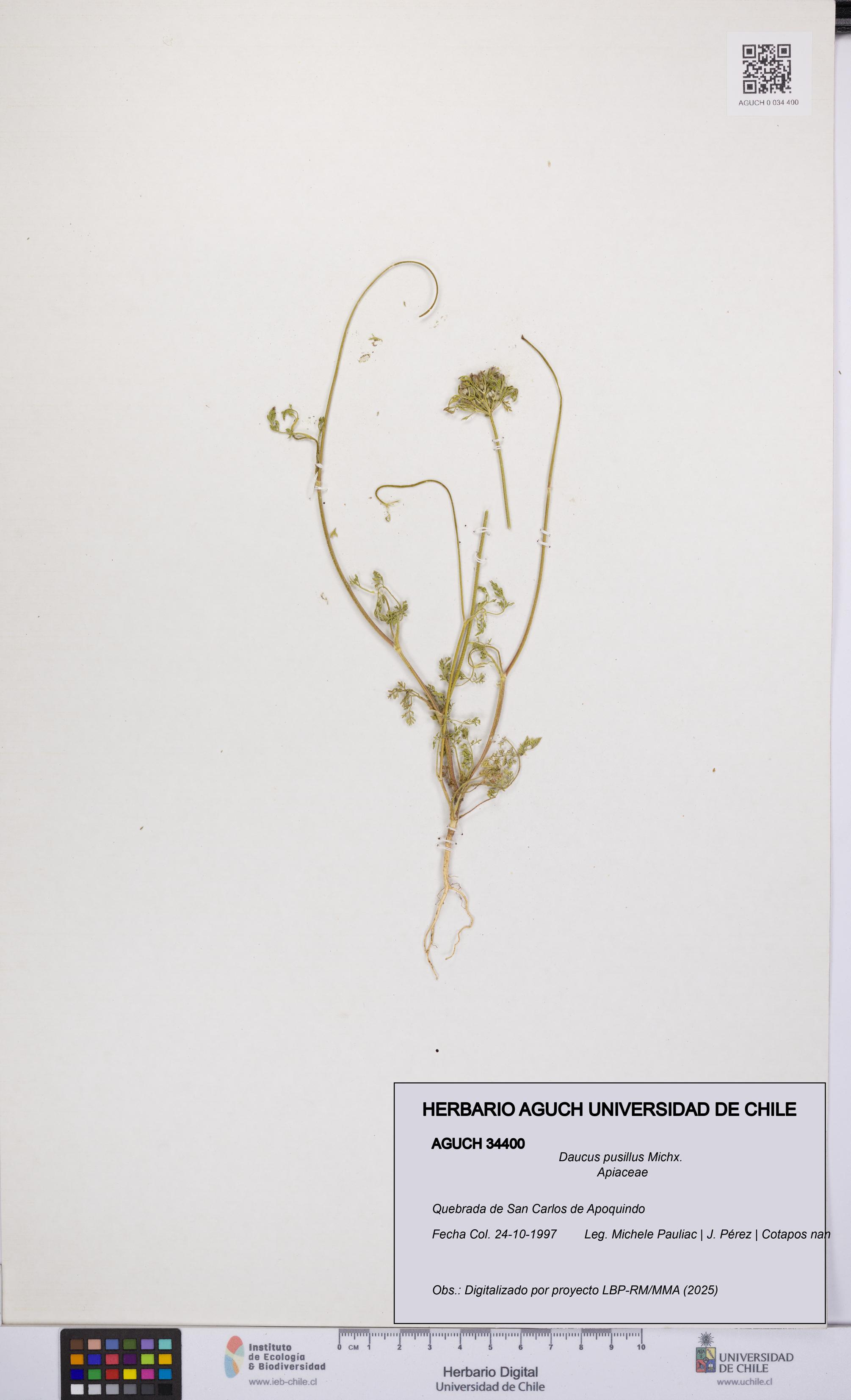 Daucus pusillus [Espécimen: UCH:AGUCH:0034400]