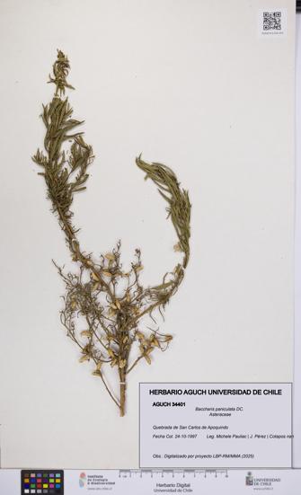 Baccharis paniculata [Espécimen: UCH:AGUCH:0034401]