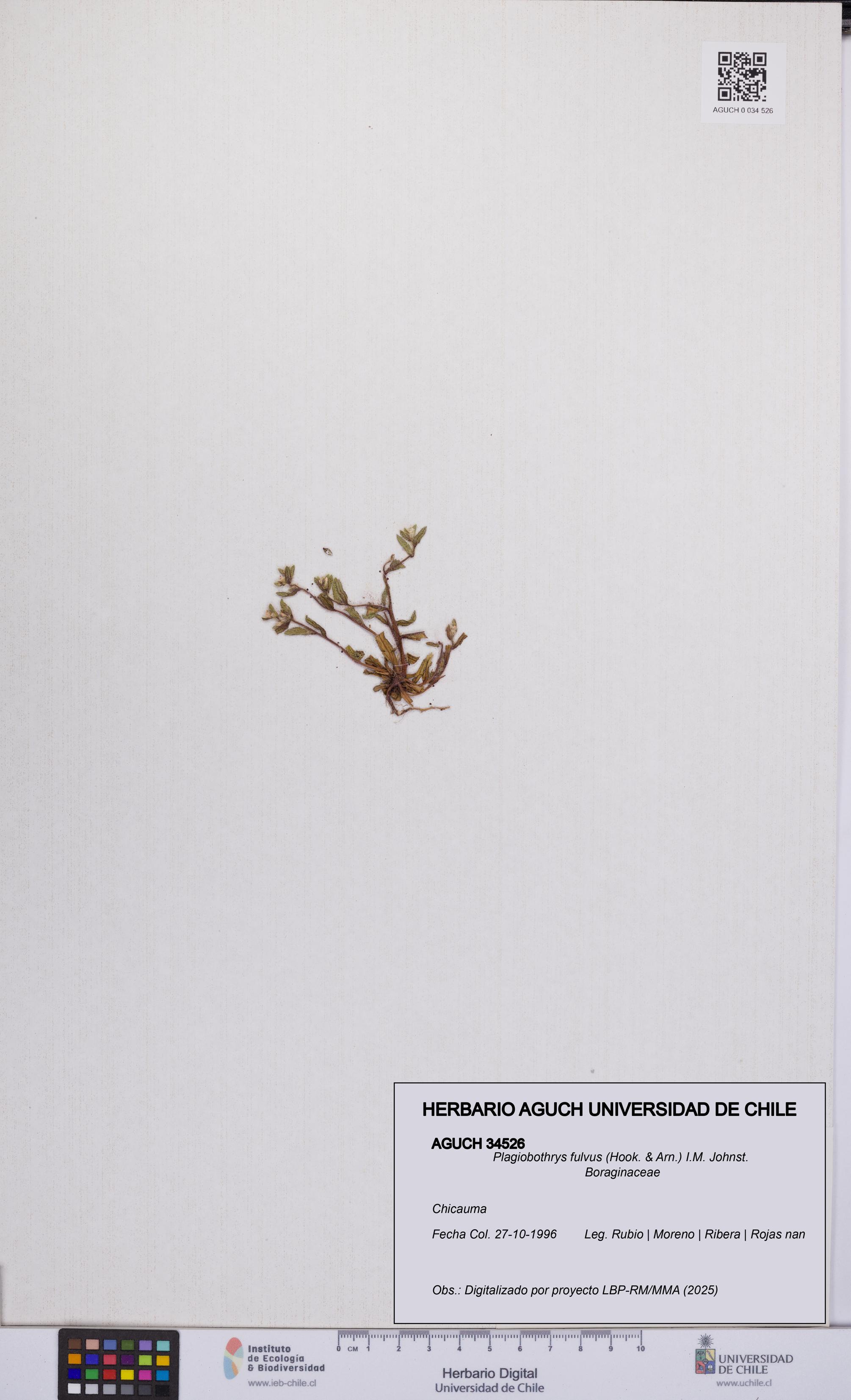 Plagiobothrys fulvus [Espécimen: UCH:AGUCH:0034526]