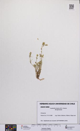 Cryptantha linearis [Espécimen: UCH:AGUCH:0034532]