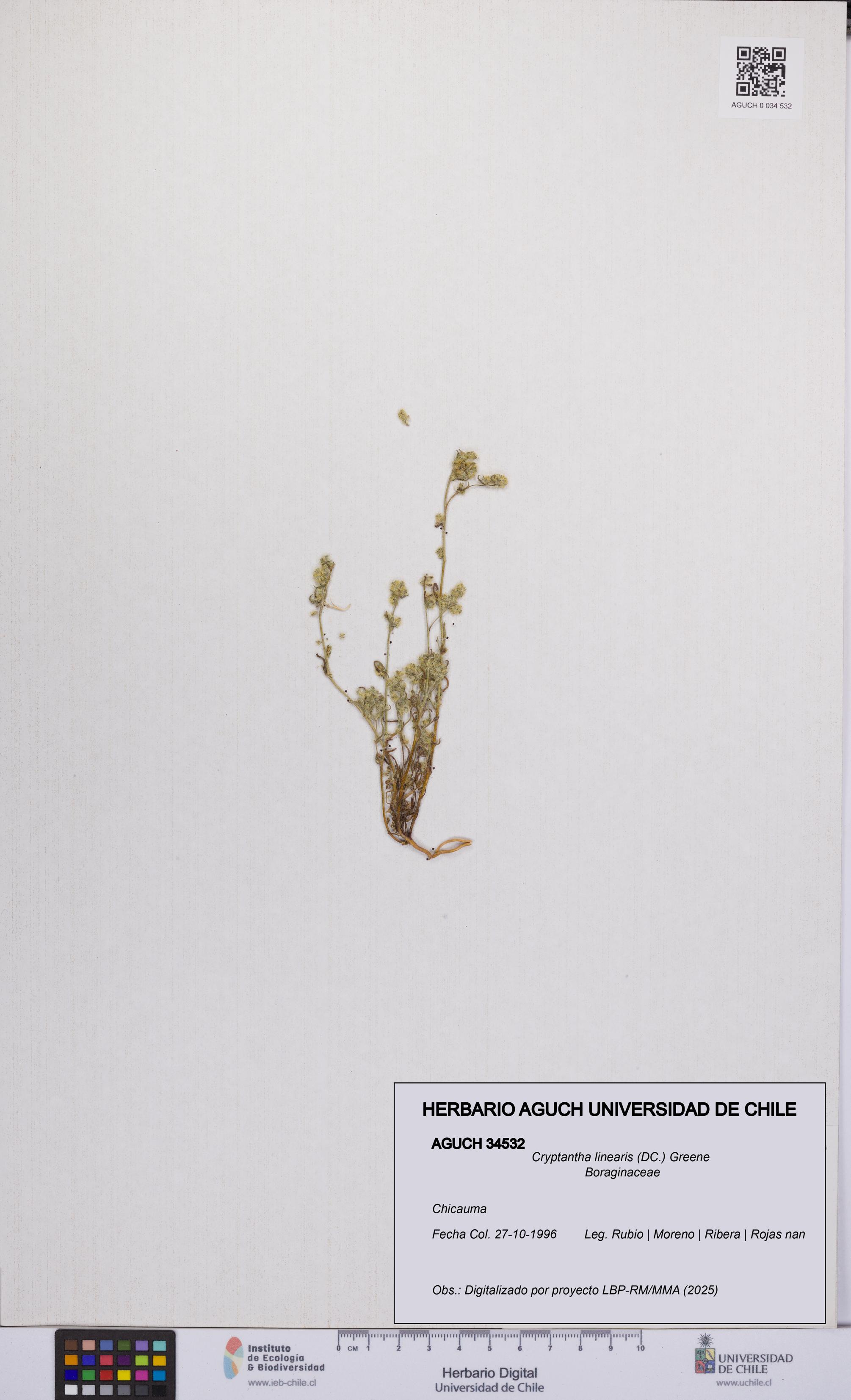 Cryptantha linearis [Espécimen: UCH:AGUCH:0034532]