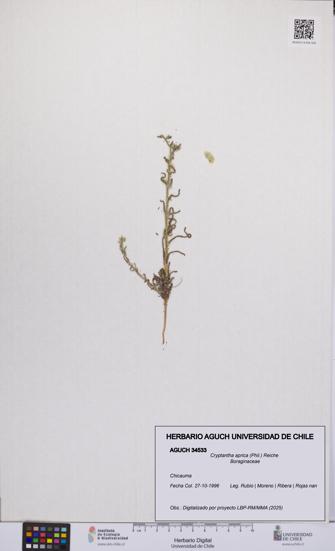 Cryptantha aprica [Espécimen: UCH:AGUCH:0034533]