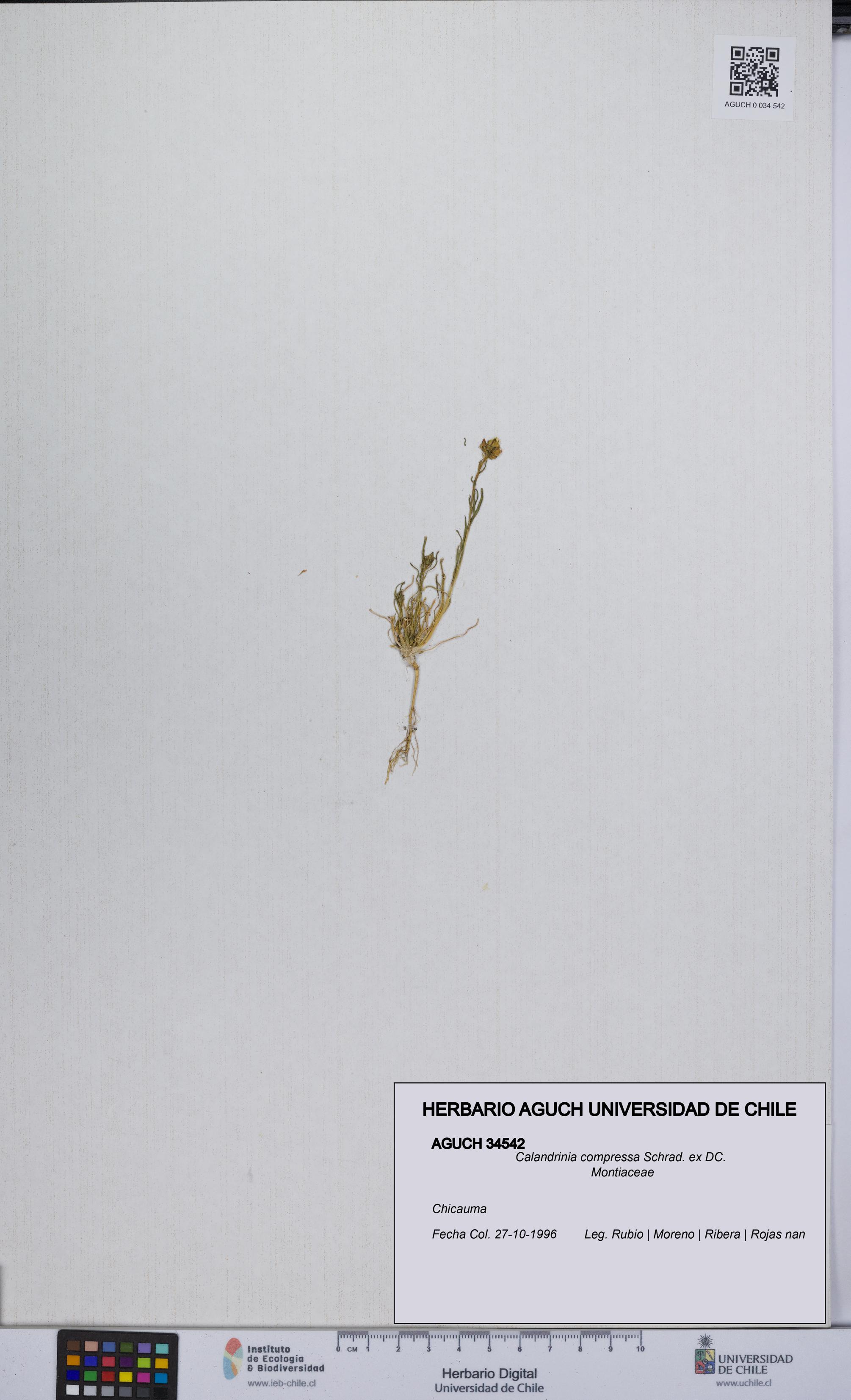 Calandrinia compressa [Espécimen: UCH:AGUCH:0034542]