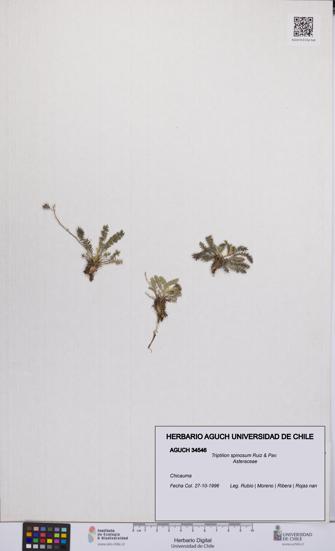 Triptilion spinosum [Espécimen: UCH:AGUCH:0034546]