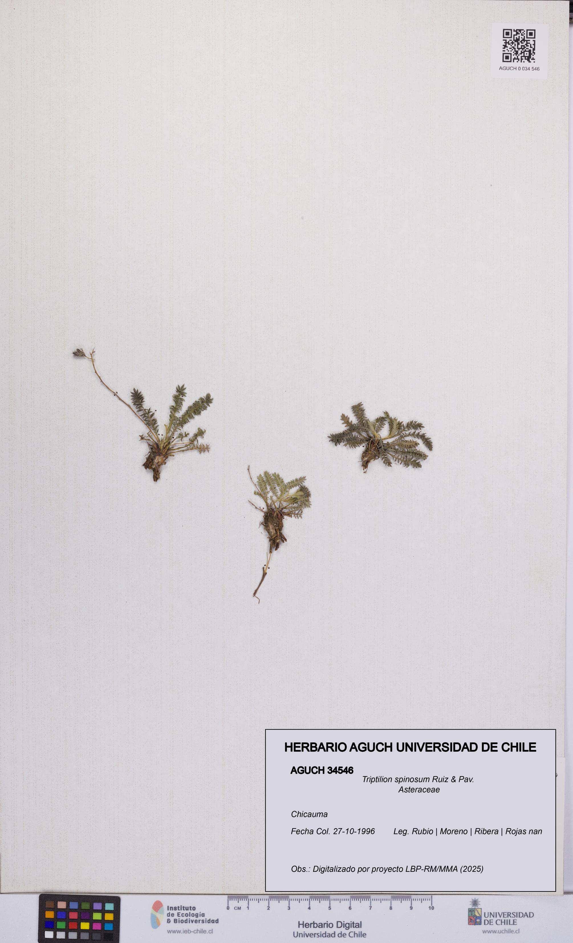 Triptilion spinosum [Espécimen: UCH:AGUCH:0034546]