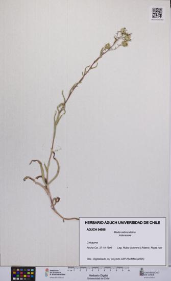 Madia sativa [Espécimen: UCH:AGUCH:0034555]