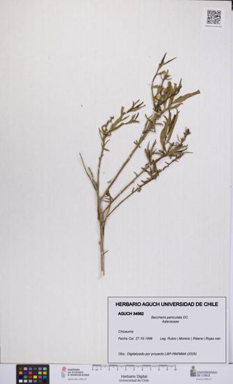 Baccharis paniculata [Espécimen: UCH:AGUCH:0034562]