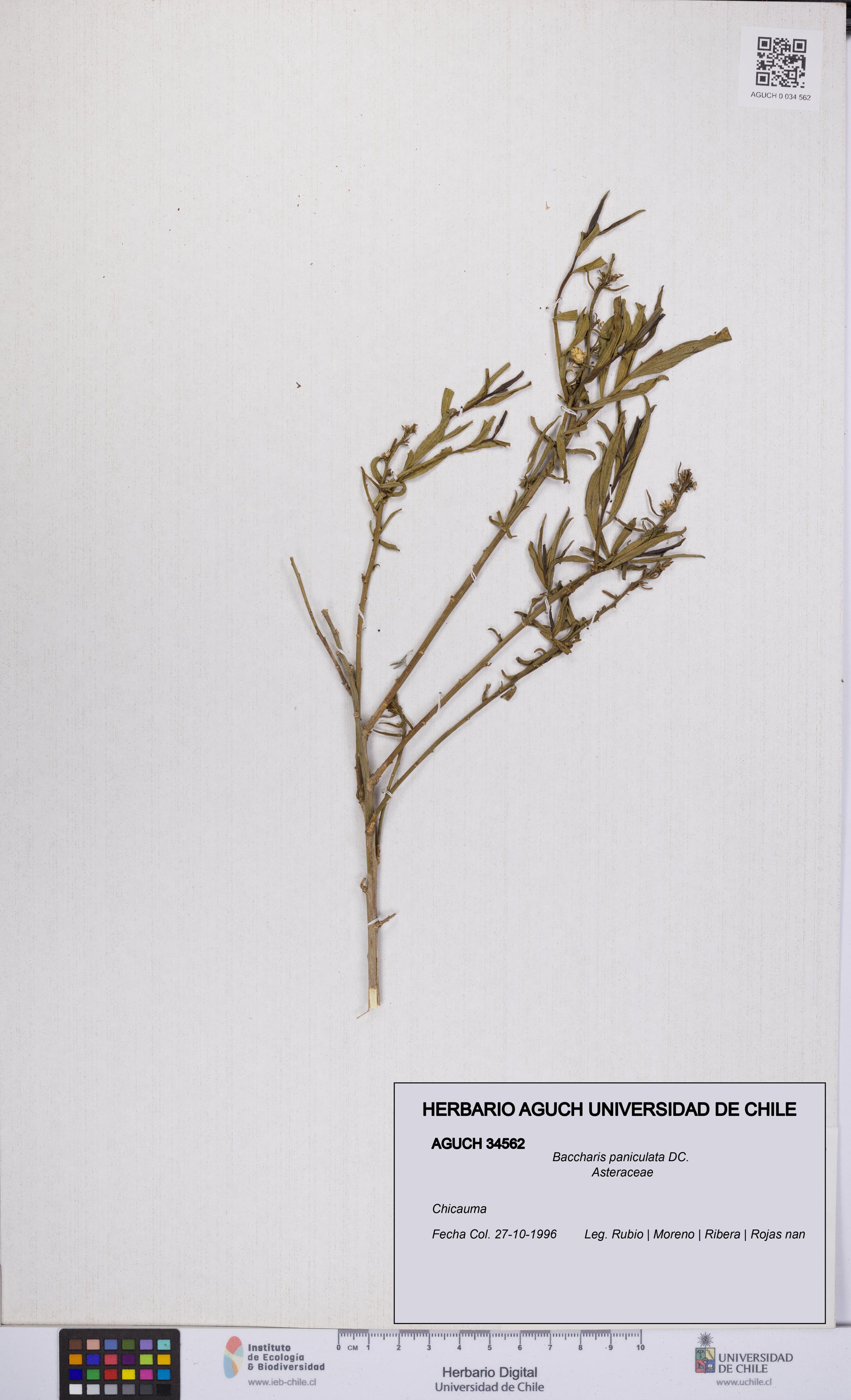 Baccharis paniculata [Espécimen: UCH:AGUCH:0034562]