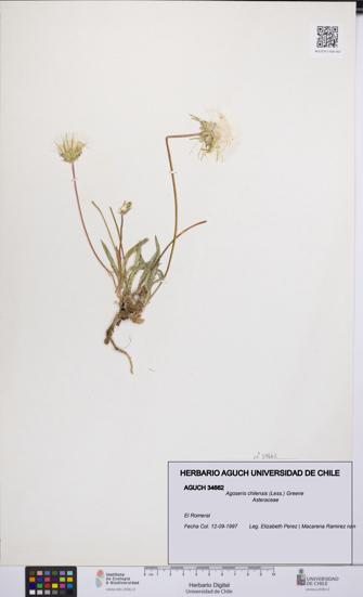Agoseris chilensis [Espécimen: UCH:AGUCH:0034662]
