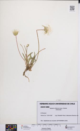 Agoseris chilensis [Espécimen: UCH:AGUCH:0034662]