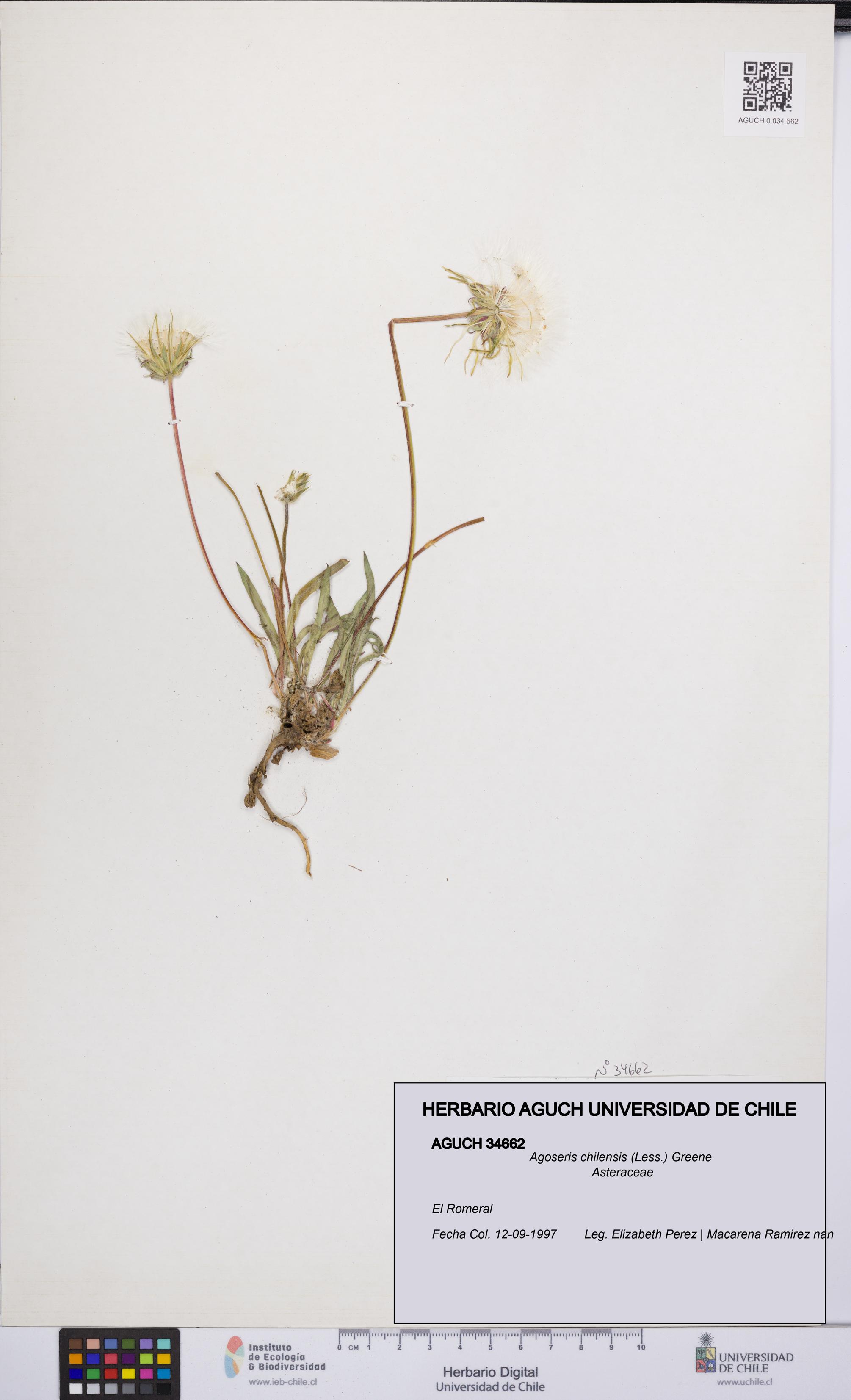 Agoseris chilensis [Espécimen: UCH:AGUCH:0034662]