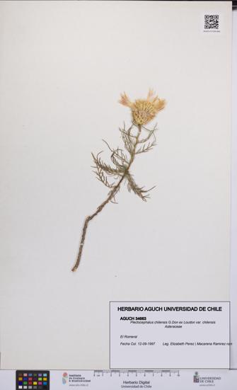 Plectocephalus chilensis var. chilensis [Espécimen: UCH:AGUCH:0034663]