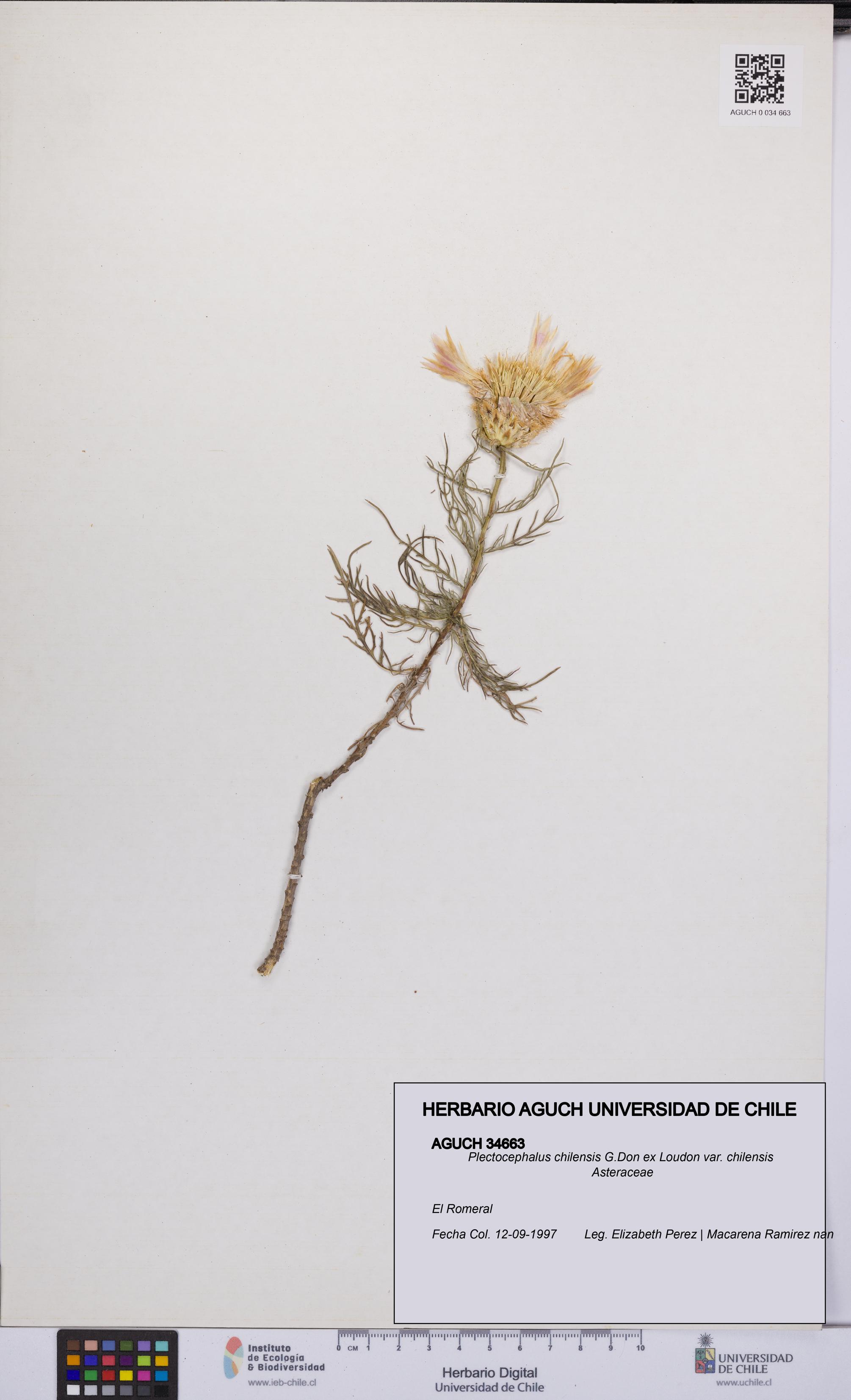 Plectocephalus chilensis var. chilensis [Espécimen: UCH:AGUCH:0034663]