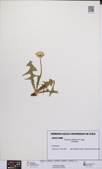 Taraxacum officinale [Espécimen: UCH:AGUCH:0034665]