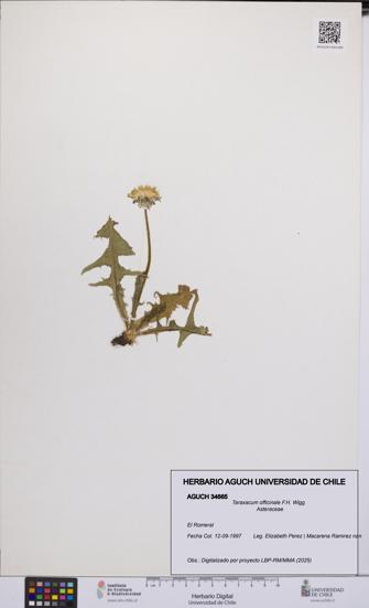 Taraxacum officinale [Espécimen: UCH:AGUCH:0034665]