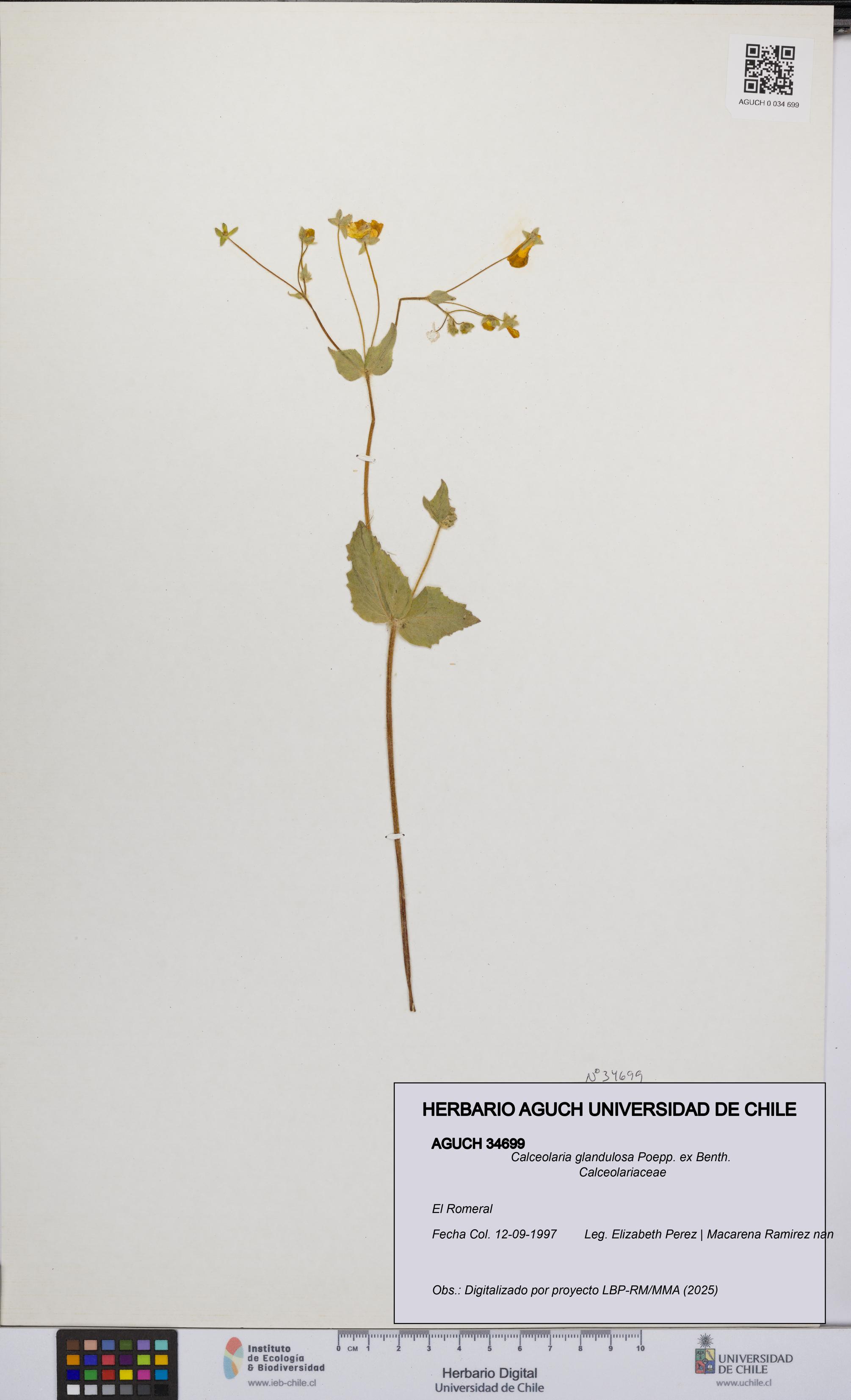 Calceolaria glandulosa [Espécimen: UCH:AGUCH:0034699]