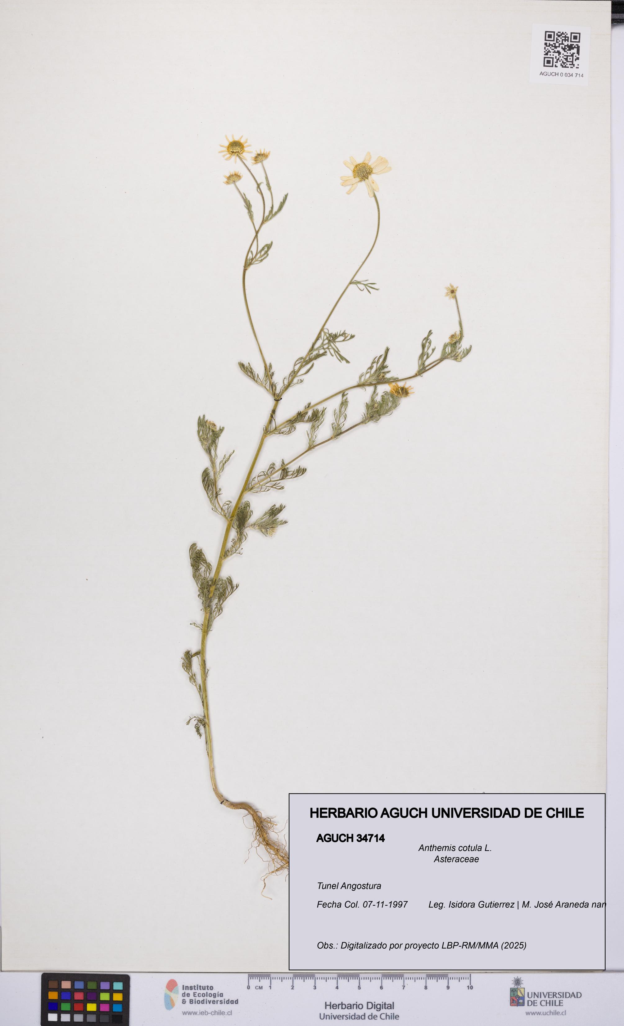 Anthemis cotula [Espécimen: UCH:AGUCH:0034714]