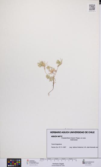 Chaetanthera linearis [Espécimen: UCH:AGUCH:0034717]