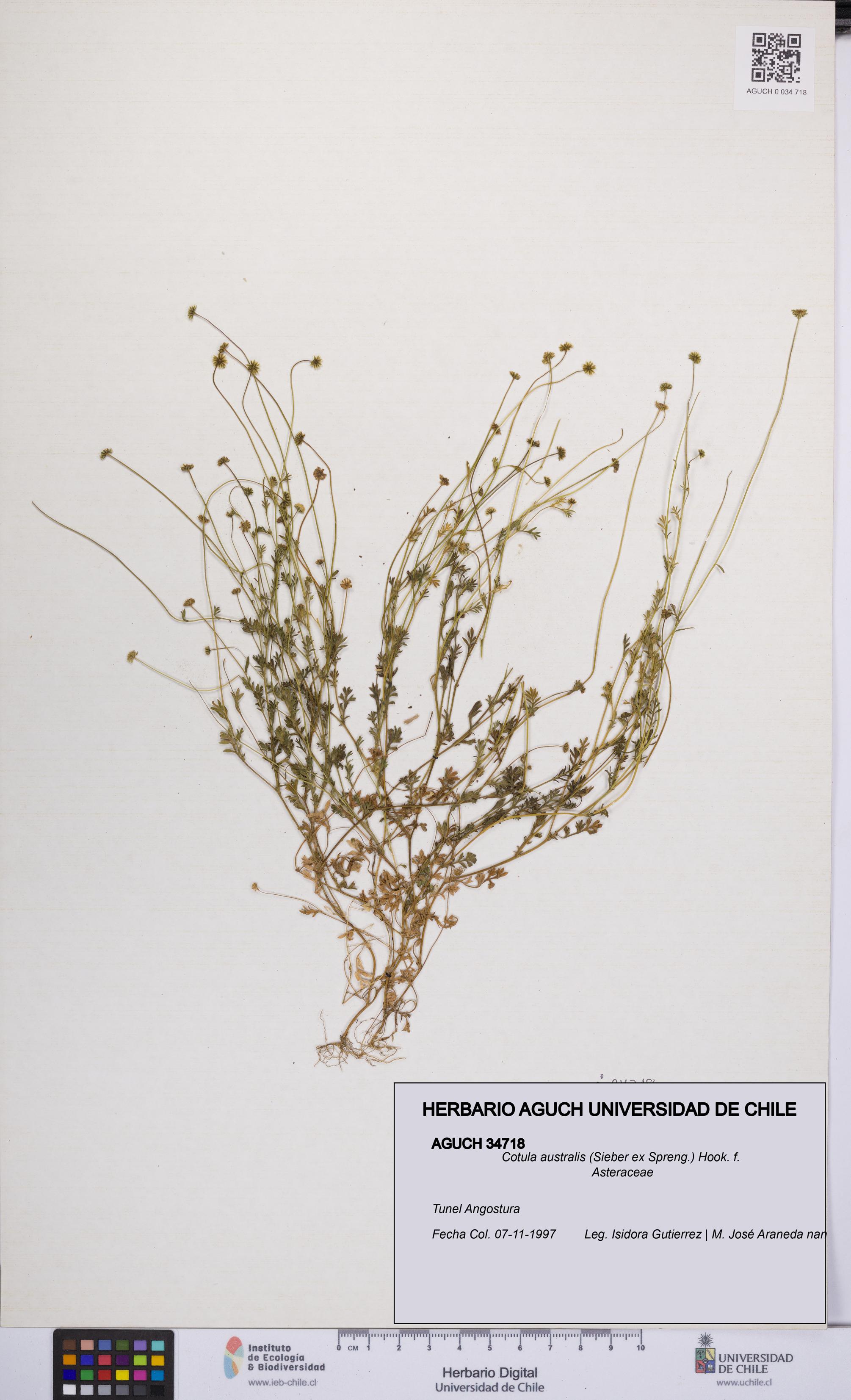 Cotula australis [Espécimen: UCH:AGUCH:0034718]