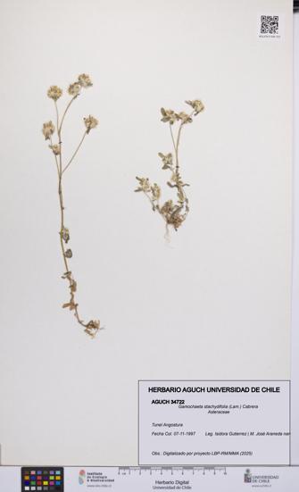 Gamochaeta stachydifolia [Espécimen: UCH:AGUCH:0034722]