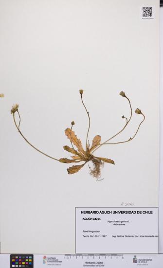 Hypochaeris glabra [Espécimen: UCH:AGUCH:0034724]