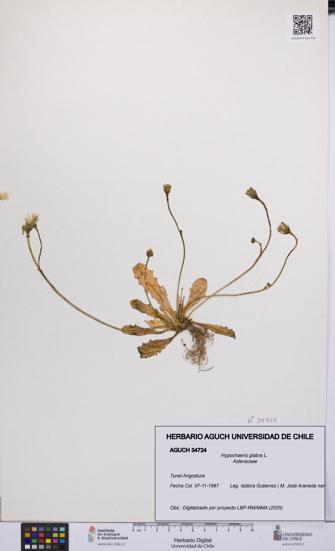 Hypochaeris glabra [Espécimen: UCH:AGUCH:0034724]