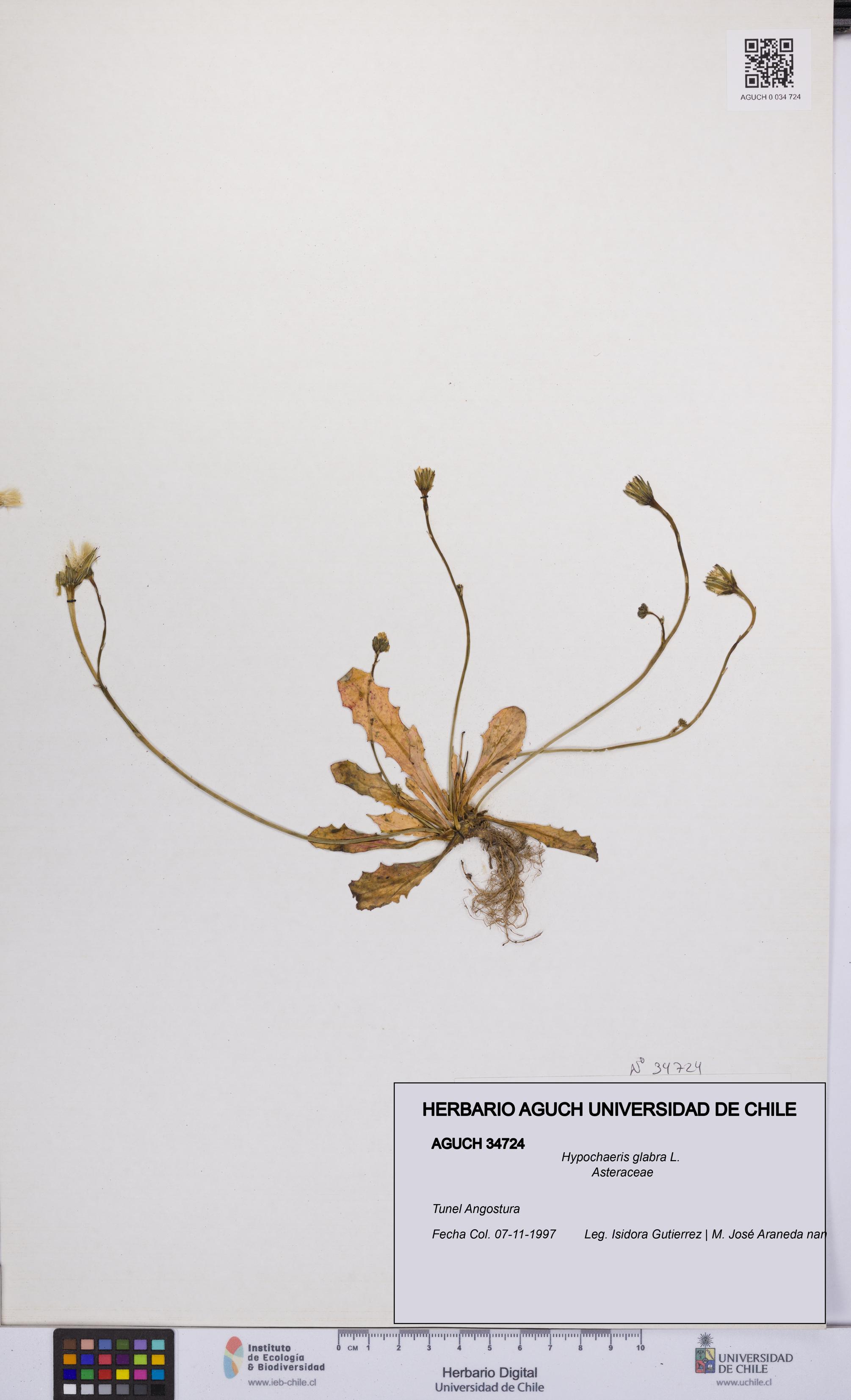 Hypochaeris glabra [Espécimen: UCH:AGUCH:0034724]