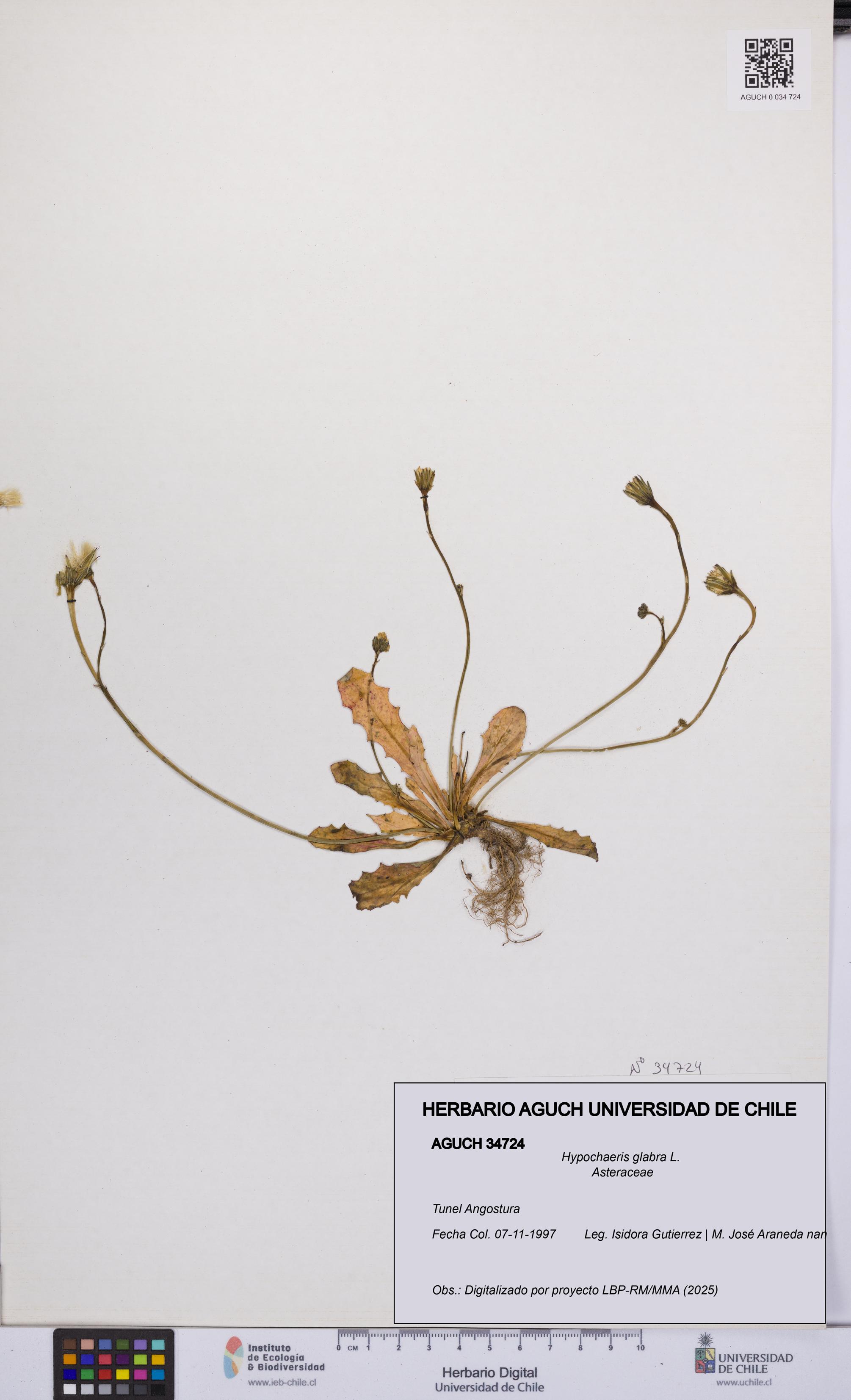 Hypochaeris glabra [Espécimen: UCH:AGUCH:0034724]