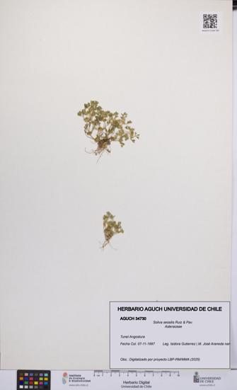 Soliva sessilis [Espécimen: UCH:AGUCH:0034730]