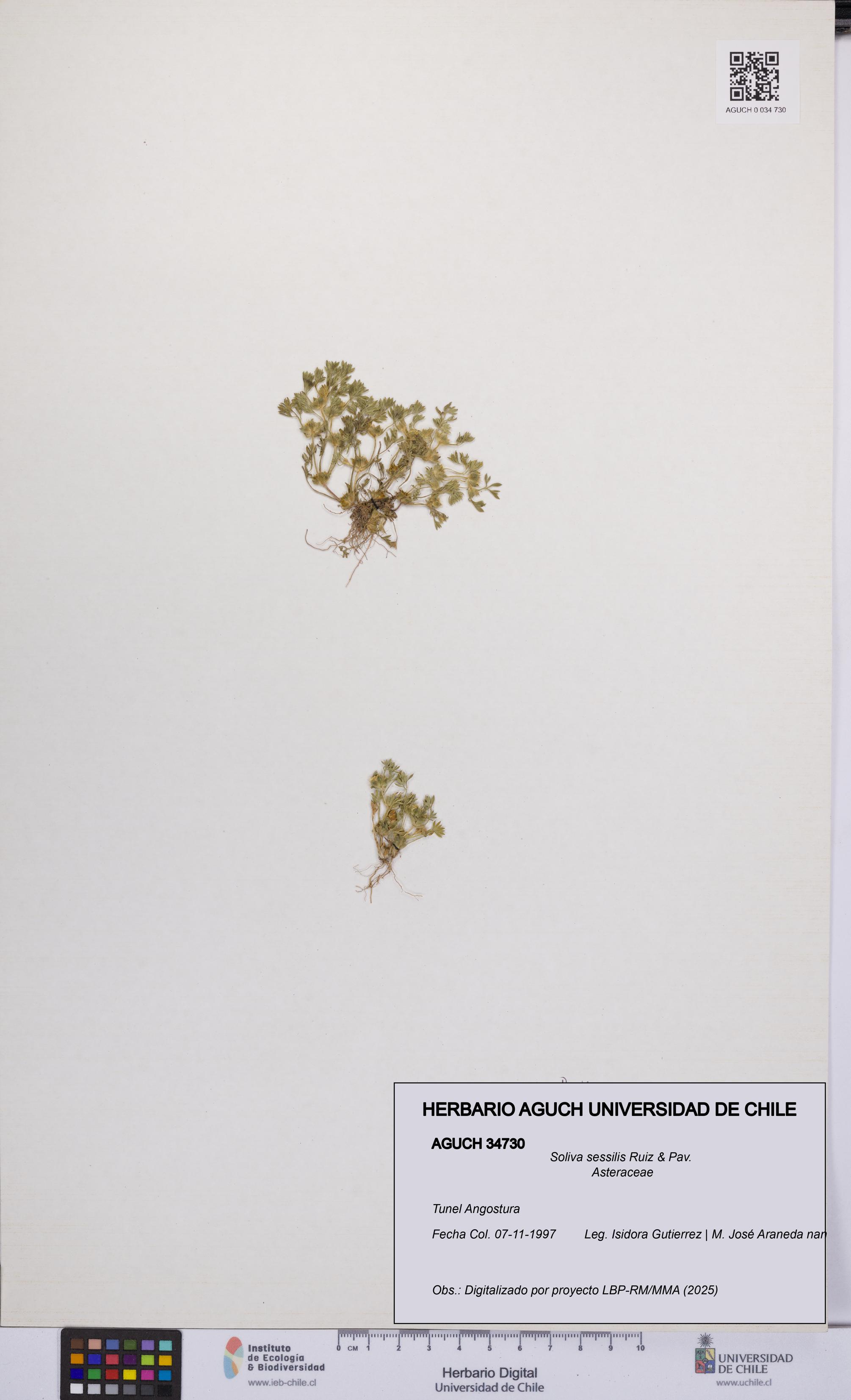 Soliva sessilis [Espécimen: UCH:AGUCH:0034730]
