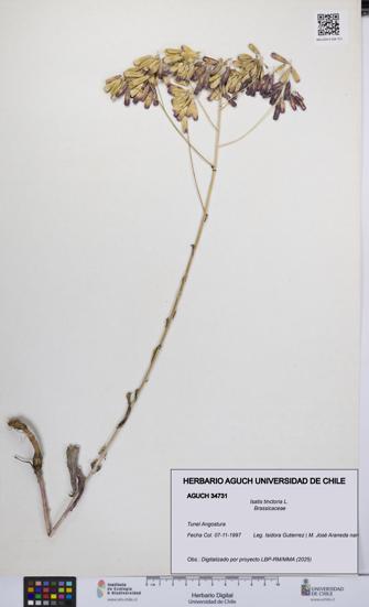 Isatis tinctoria [Espécimen: UCH:AGUCH:0034731]