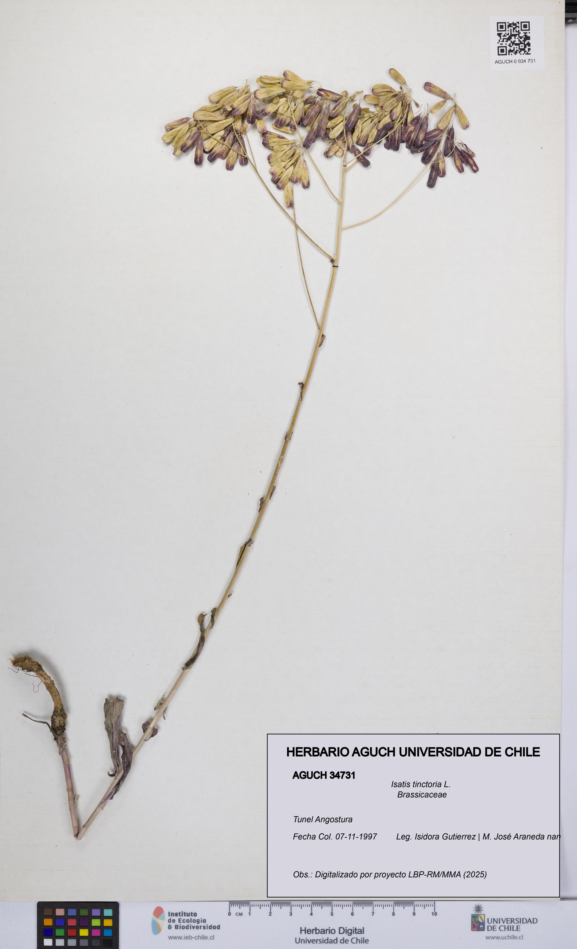 Isatis tinctoria [Espécimen: UCH:AGUCH:0034731]