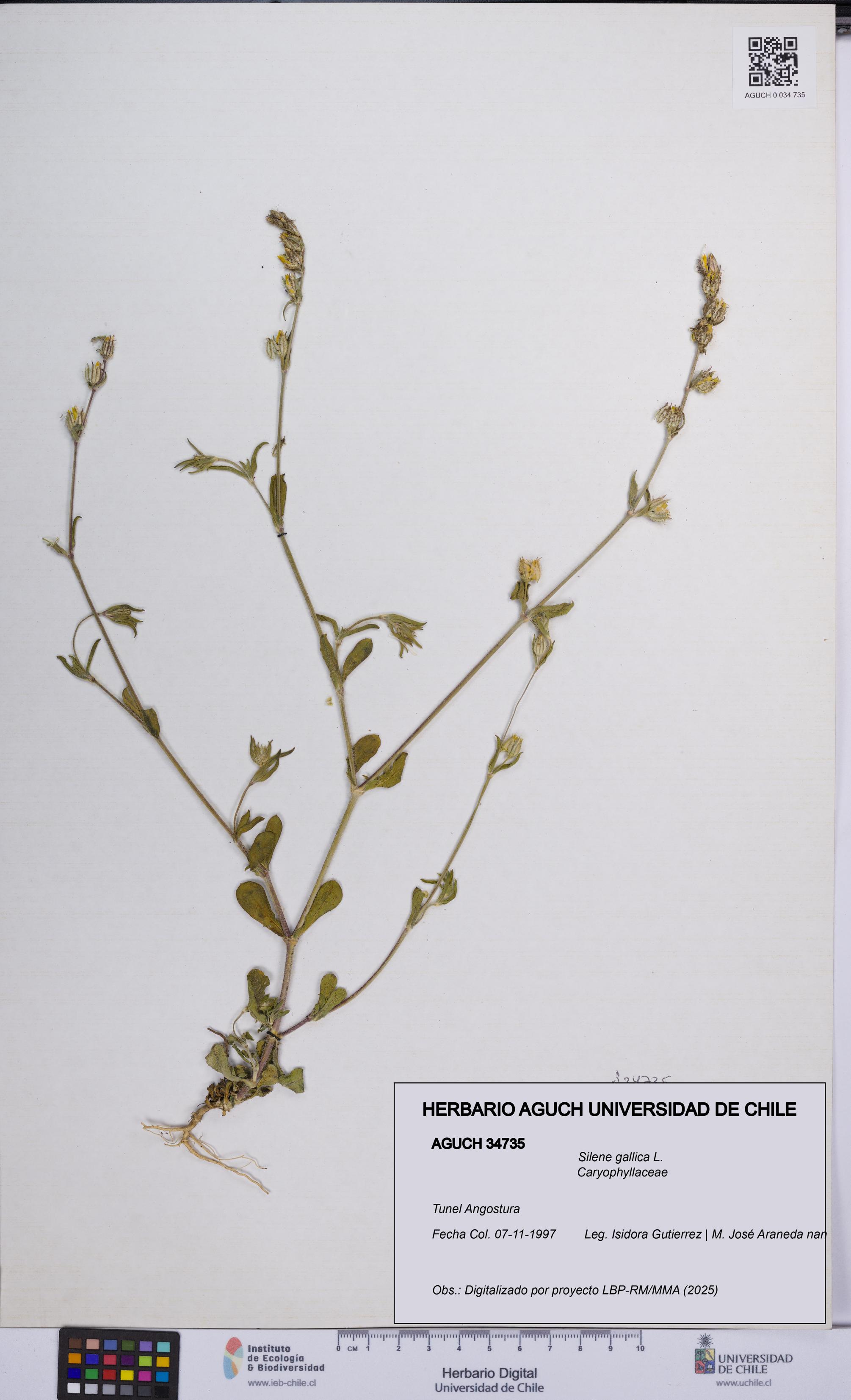 Silene gallica [Espécimen: UCH:AGUCH:0034735]