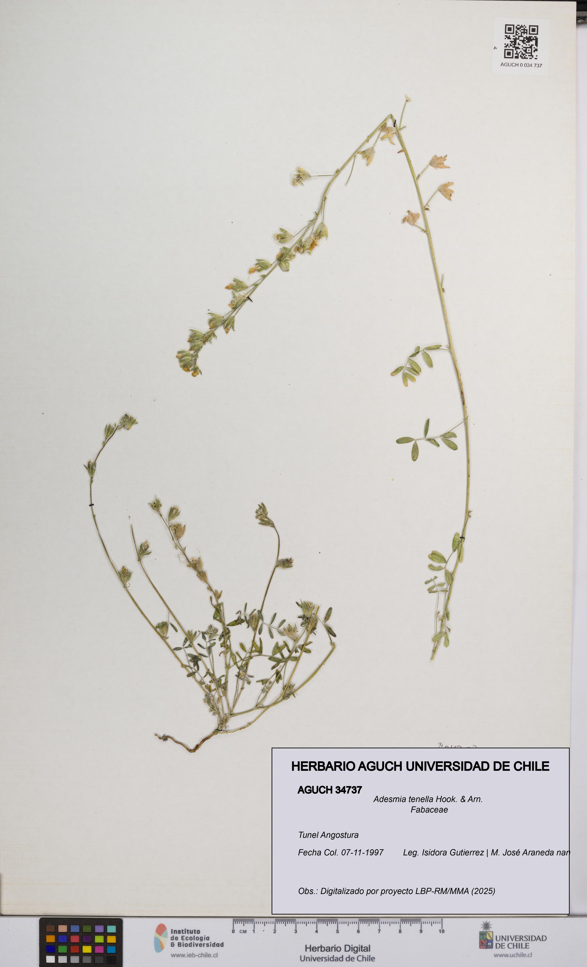 Adesmia tenella [Espécimen: UCH:AGUCH:0034737]