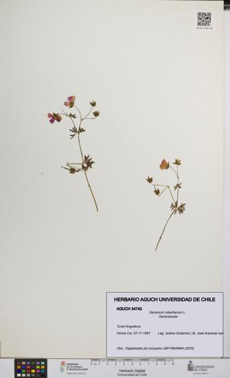 Geranium robertianum [Espécimen: UCH:AGUCH:0034742]