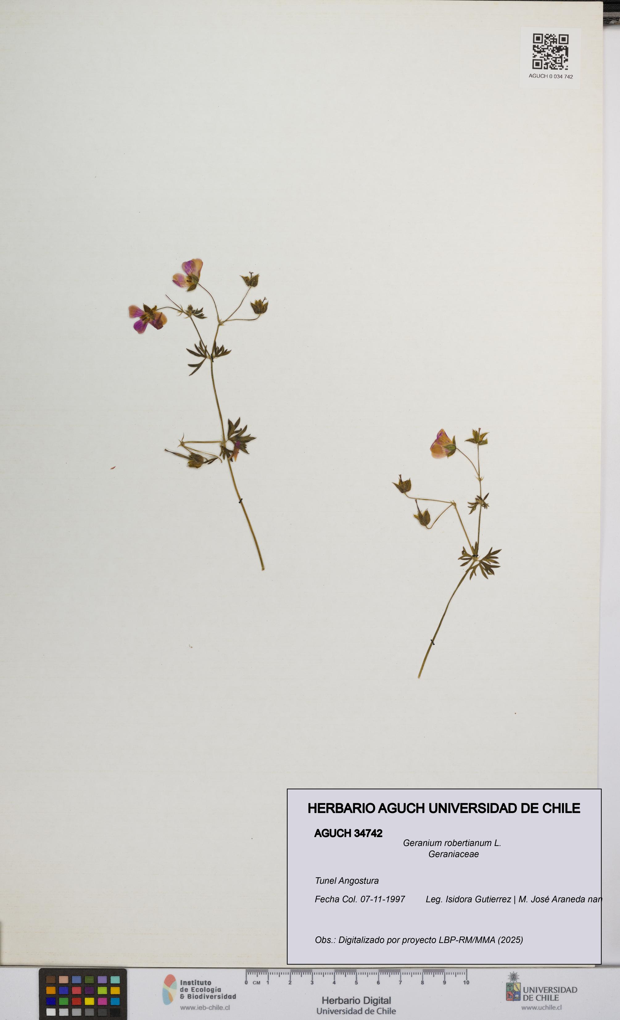 Geranium robertianum [Espécimen: UCH:AGUCH:0034742]