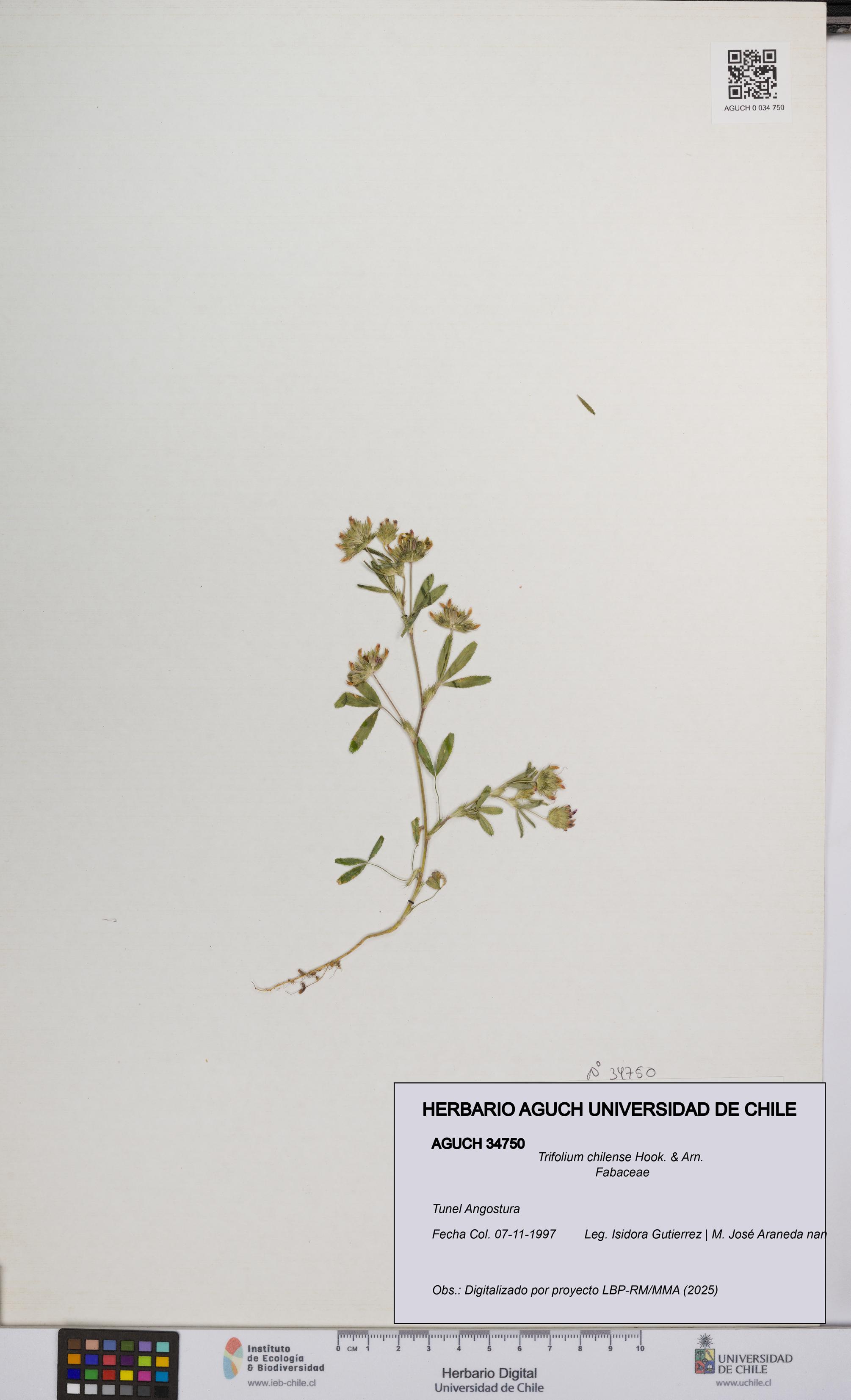 Trifolium chilense [Espécimen: UCH:AGUCH:0034750]