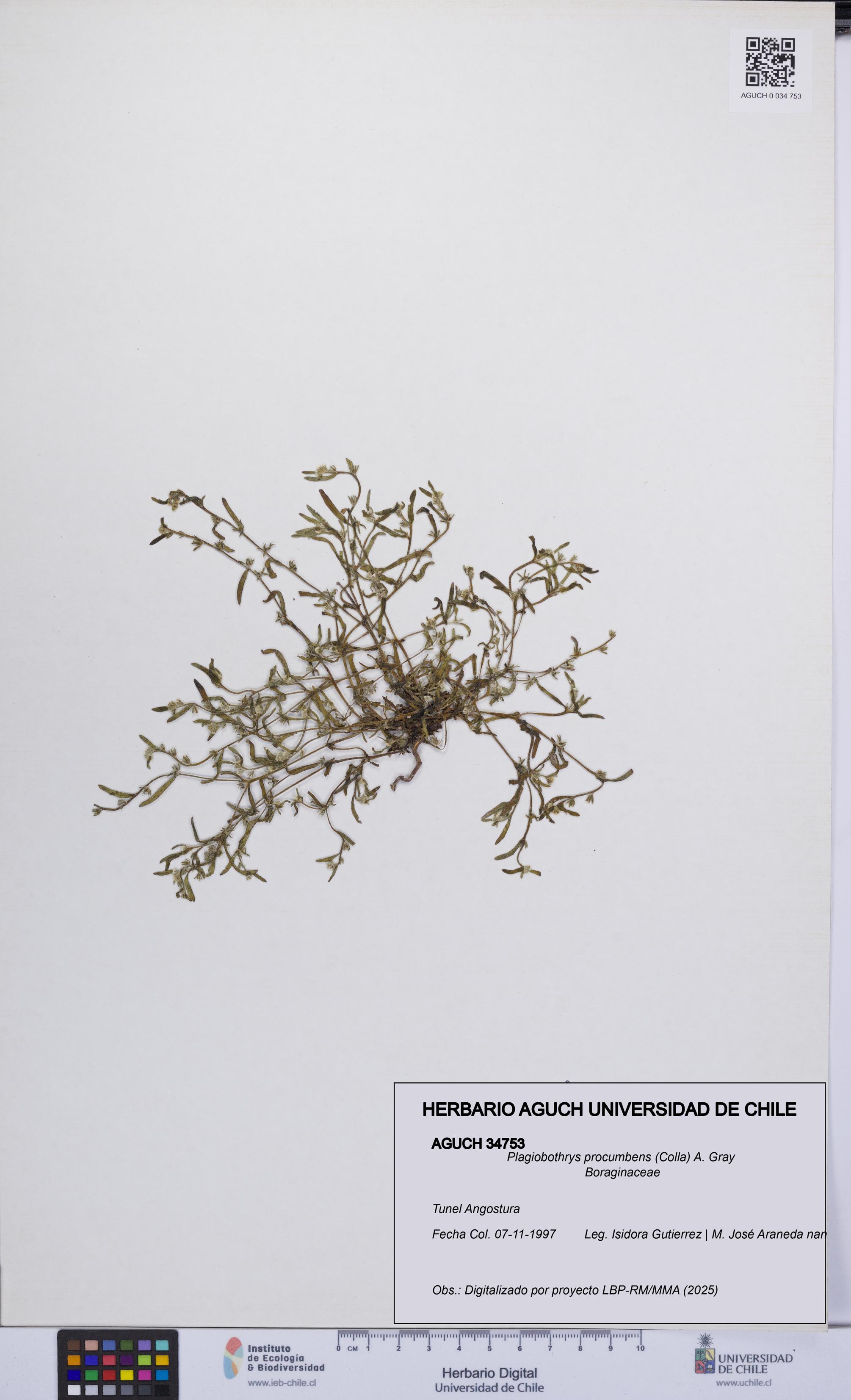 Plagiobothrys procumbens [Espécimen: UCH:AGUCH:0034753]