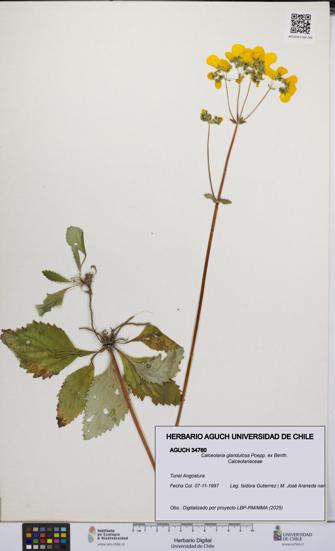 Calceolaria glandulosa [Espécimen: UCH:AGUCH:0034760]