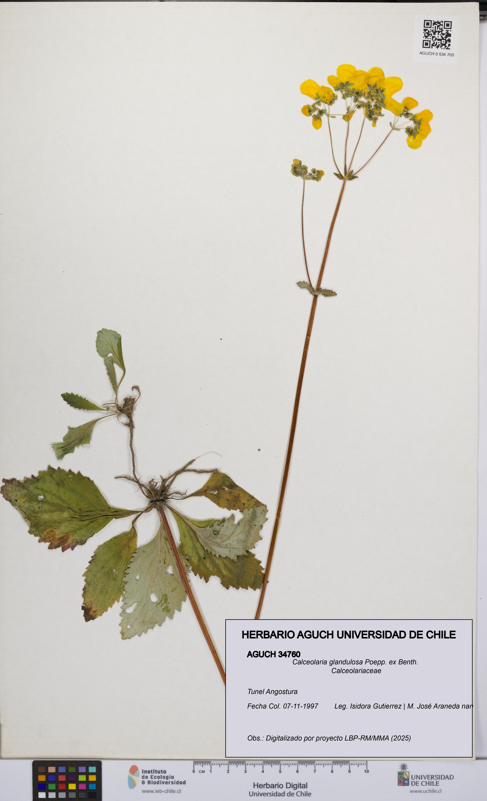 Calceolaria glandulosa [Espécimen: UCH:AGUCH:0034760]