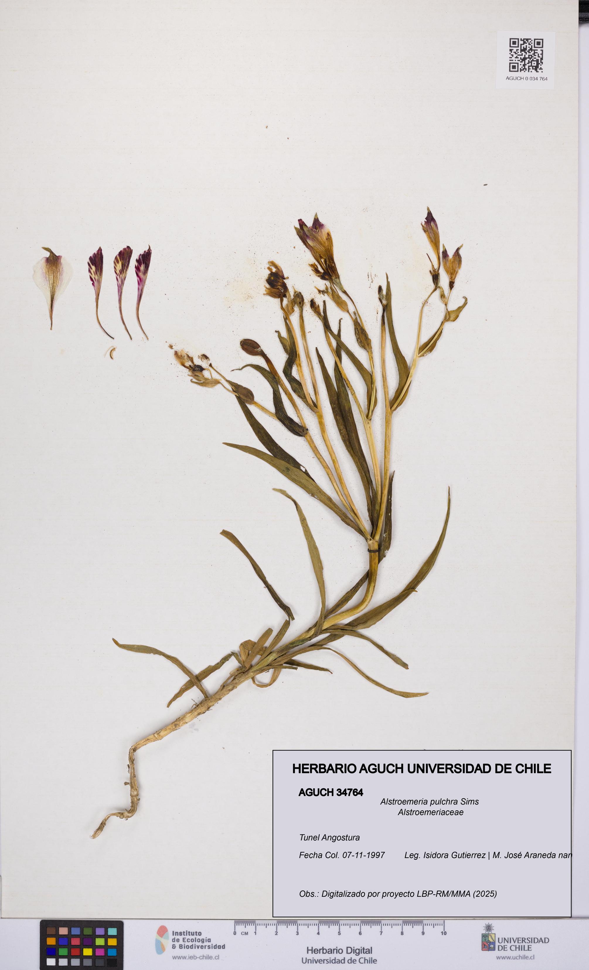 Alstroemeria pulchra [Espécimen: UCH:AGUCH:0034764]
