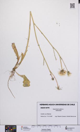 Hypochaeris glabra [Espécimen: UCH:AGUCH:0034779]