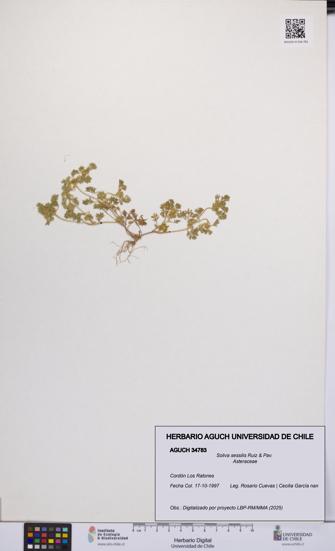 Soliva sessilis [Espécimen: UCH:AGUCH:0034783]