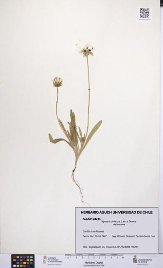 Agoseris chilensis [Espécimen: UCH:AGUCH:0034784]