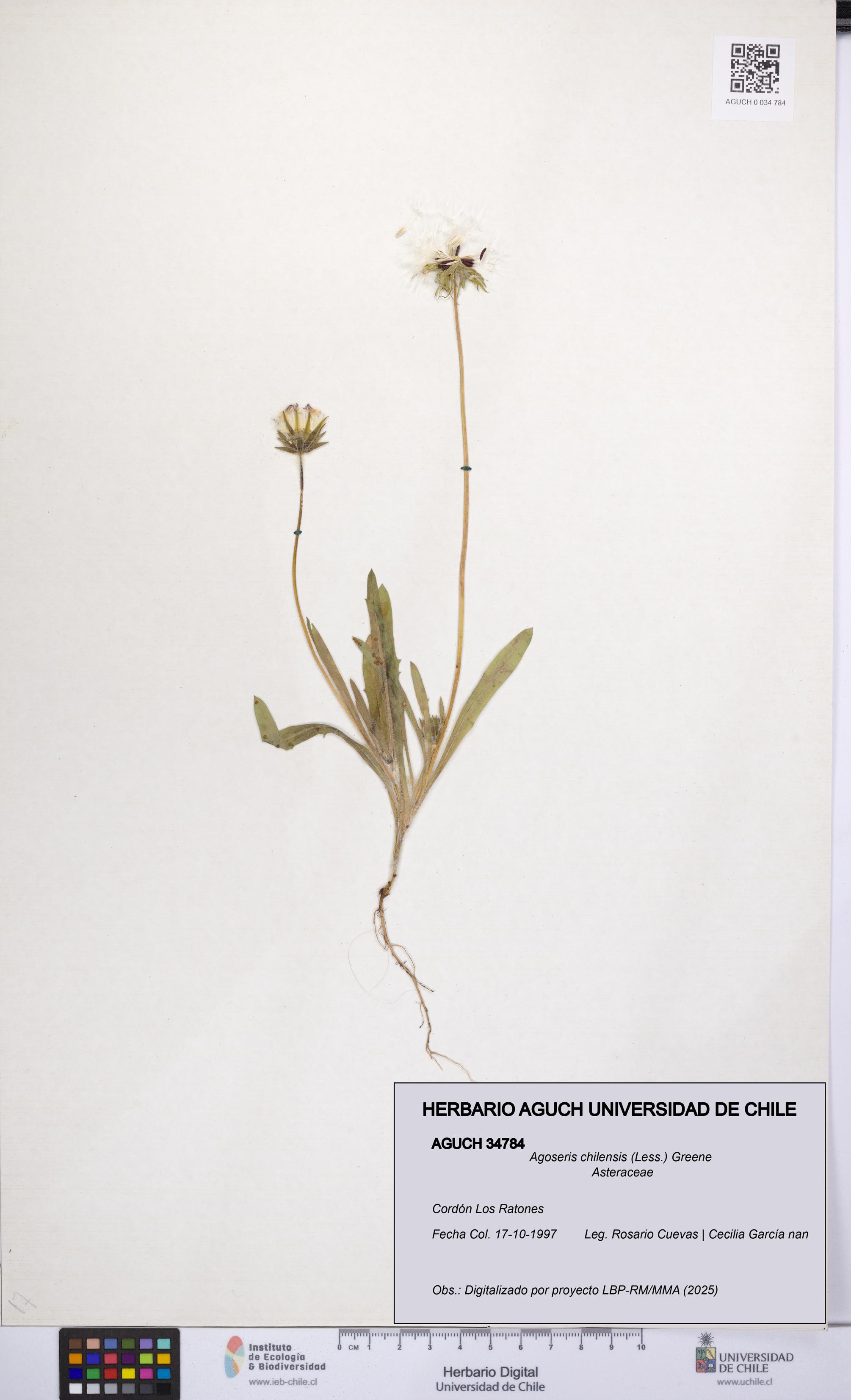 Agoseris chilensis [Espécimen: UCH:AGUCH:0034784]