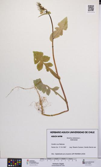 Sonchus oleraceus [Espécimen: UCH:AGUCH:0034785]