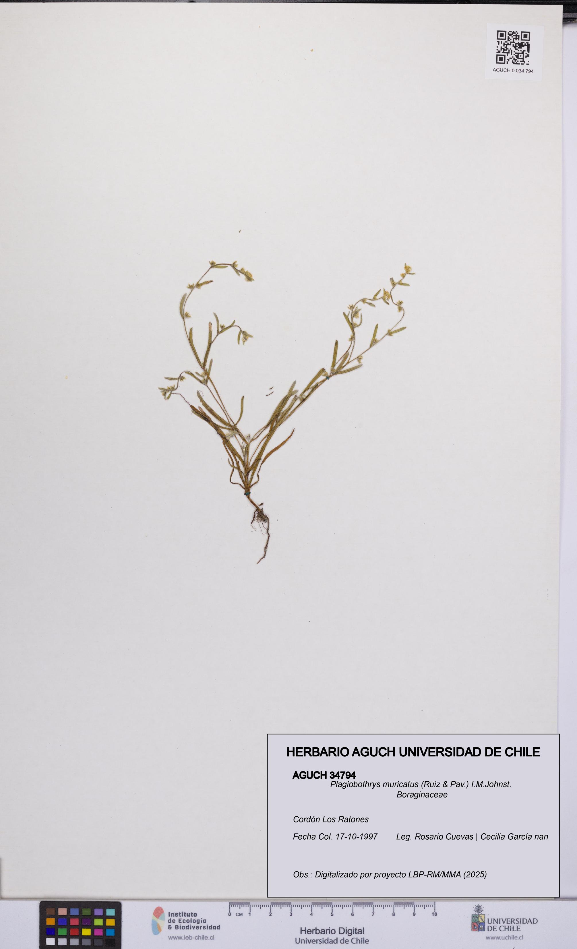 Plagiobothrys muricatus [Espécimen: ]