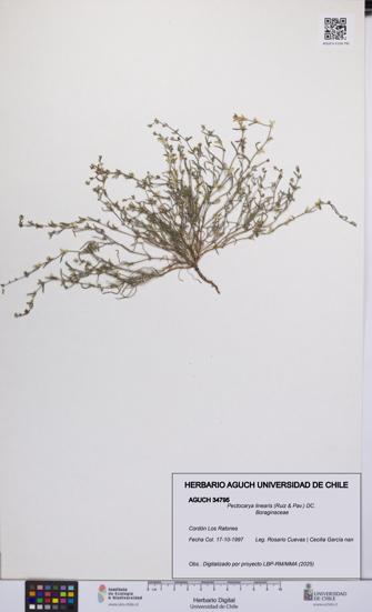 Pectocarya linearis [Espécimen: UCH:AGUCH:0034795]