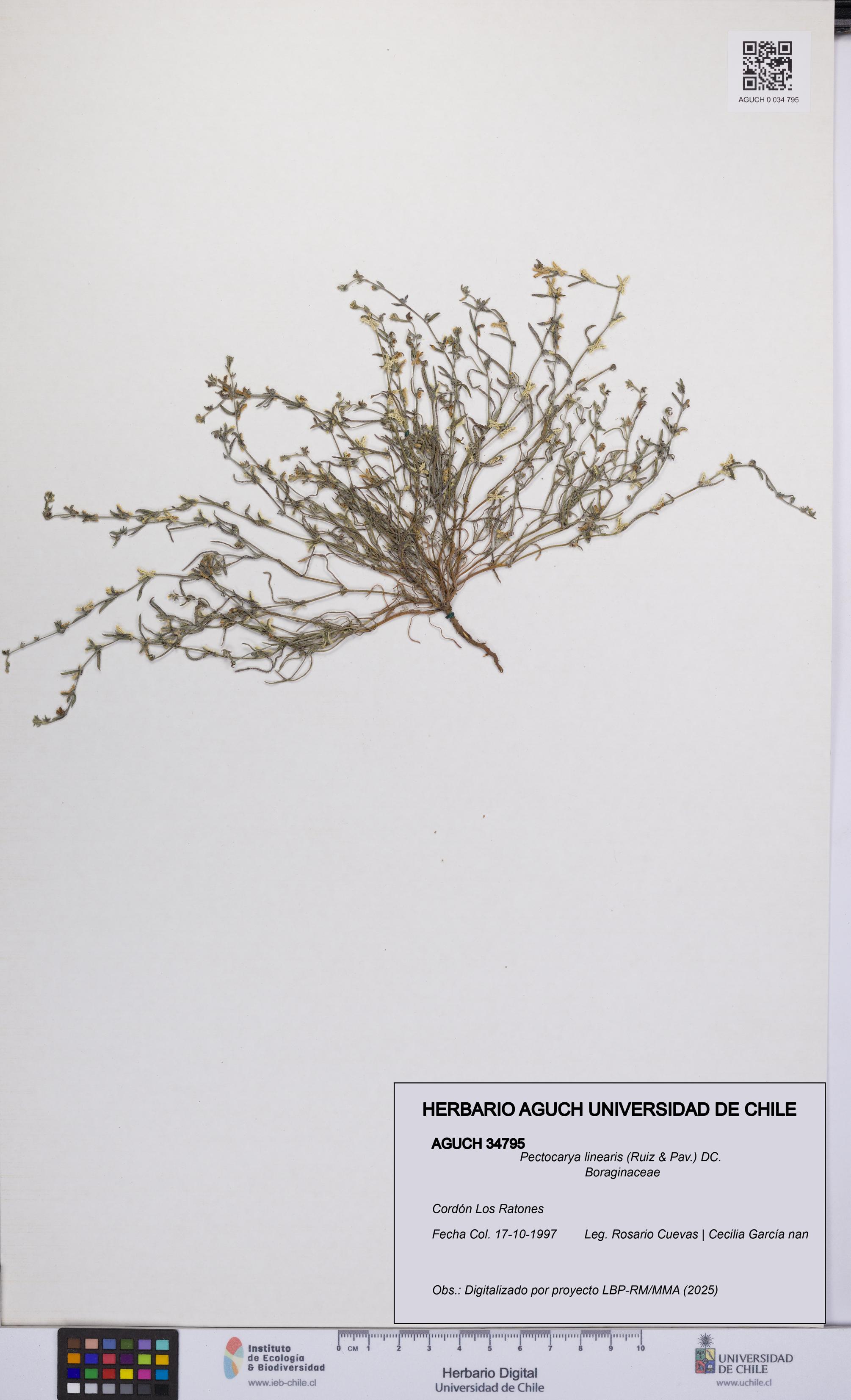 Pectocarya linearis [Espécimen: UCH:AGUCH:0034795]